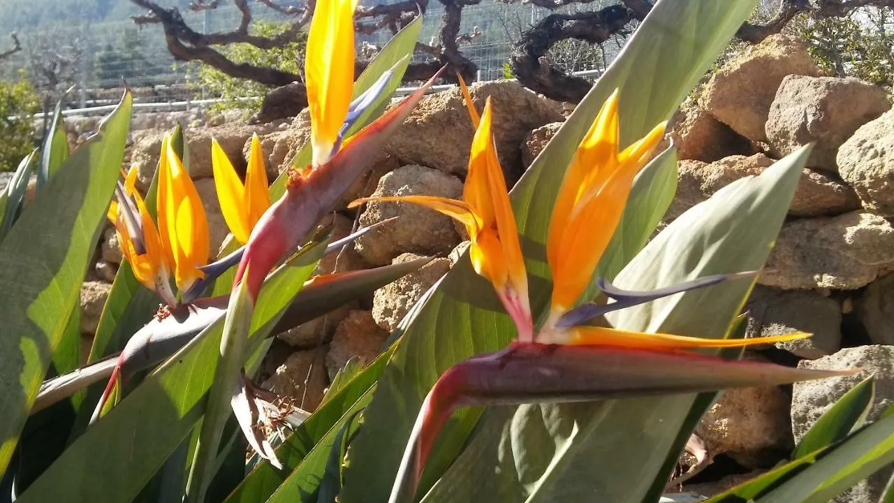 Finca Dulce Maikel Granadilla De Abona Holiday home